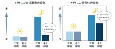 メラトニン合成酵素の変化／メラトニン受容体の変化