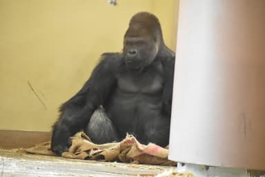 麻袋を使用する動物の様子(1)(画像提供：東山動植物園)