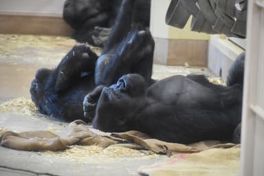 麻袋を使用する動物の様子(2)(画像提供：東山動植物園)