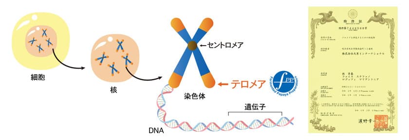 Healthy Agingを目指して　
FPPが『テロメアを伸長するための組成物』として
日本国特許取得