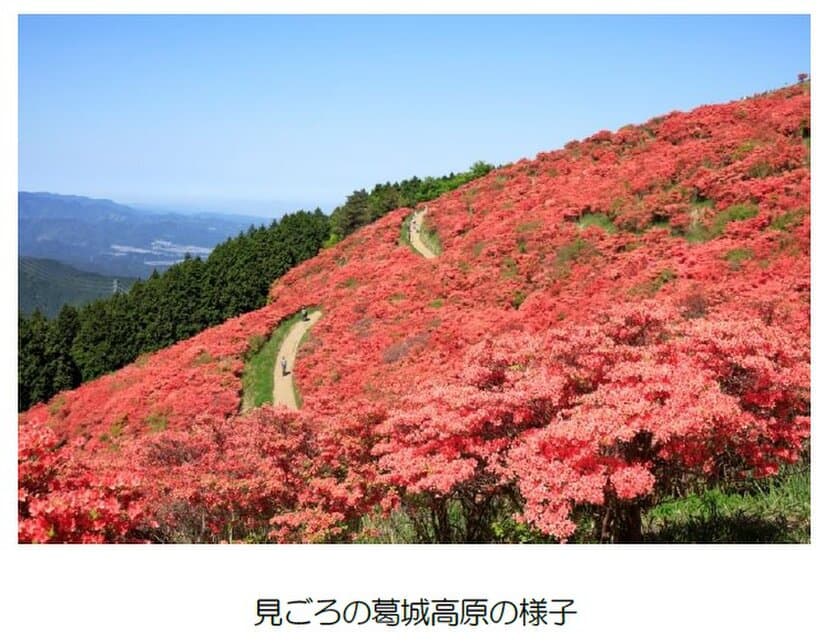 葛城高原のつつじ開花期間に合わせて臨時列車を運行します！