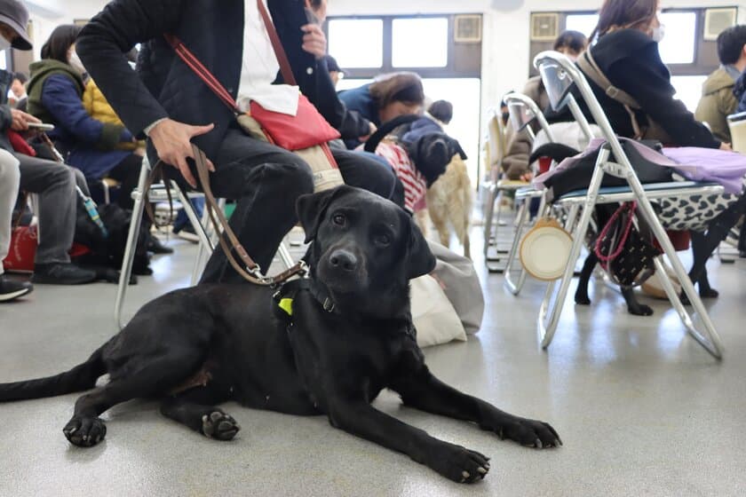 【国際盲導犬の日】四天王寺大学で盲導犬ボランティアの
交流イベント「ボランティアデイ」を実施しました！