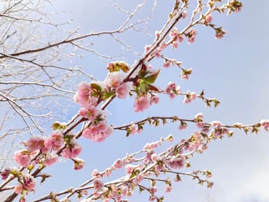 本州一遅く咲く桜「タカネザクラ(ミネザクラ)」(黒部平で例年6月開花)