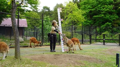 カンガルー 100cm 45kg