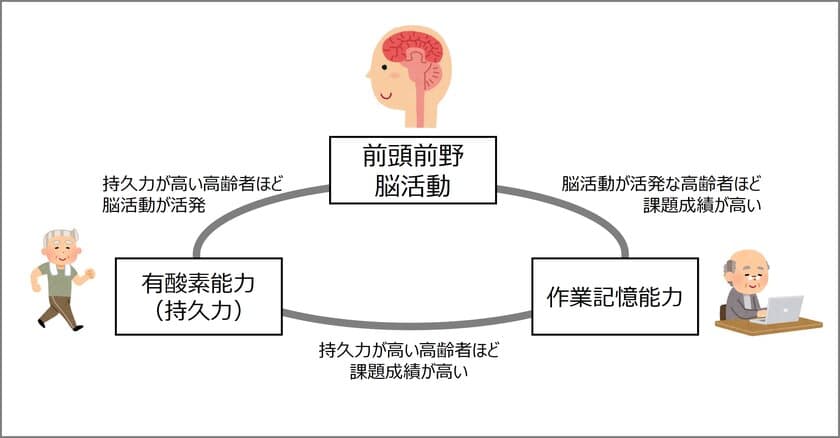 持久力の高い高齢者は作業記憶も優れる：
新たな脳内メカニズムを解明