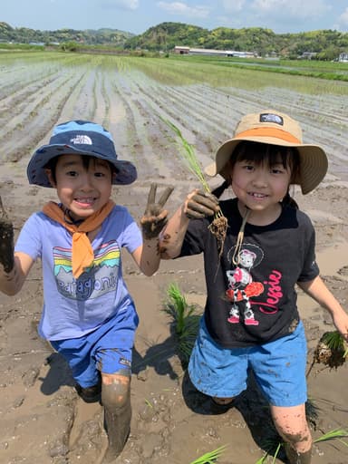 泥だらけになりながら田植えをする子どもたち