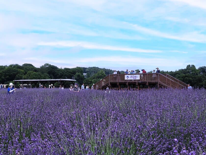 見て、触れて、香りに包まれ、香りを持ち帰れる
『らんざんラベンダーまつり』出店者＆追加情報を発表