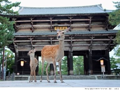 東大寺南大門