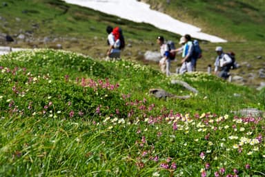 室堂平のお花畑(7月下旬頃)