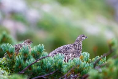 雲ノ平に生息するライチョウ