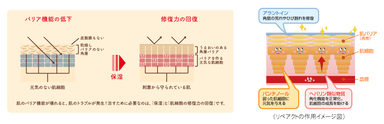 「保湿＋修復」のイメージ図