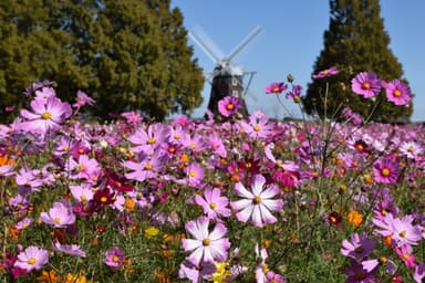 「あけぼの山農業公園」_コスモスの花畑