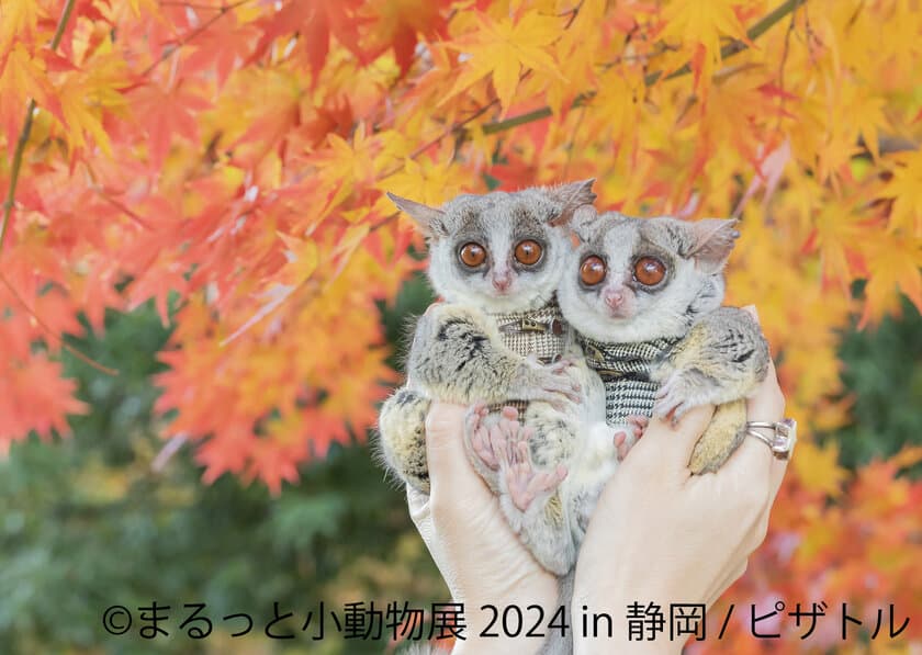 4年以上ぶりの静岡上陸！リスやハムスター＆インコや野鳥、
可愛くて美しい作品展「まるっと小動物展」10/12(土)～、
「鳥物語トリストーリー展」11/9(土)～開催！