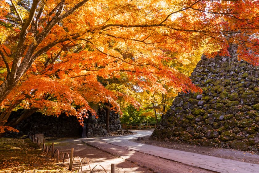 長野県小諸市、11月中旬頃紅葉が見頃に