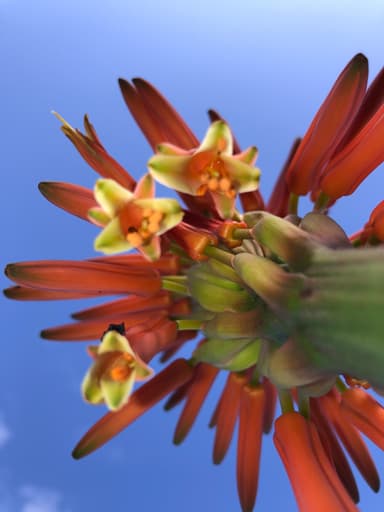 青空に映えるアロエの花