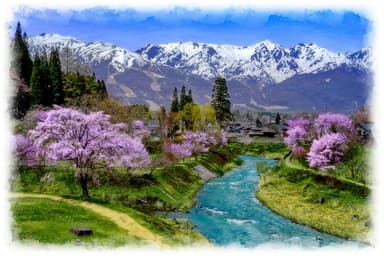 「残雪の北アルプスと吊り橋と桜」