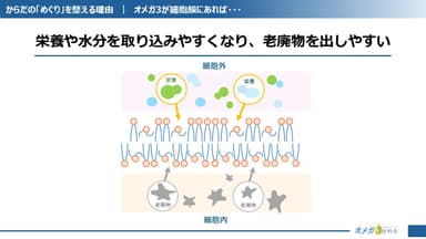 細胞膜に柔軟性を与える