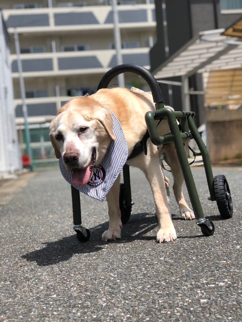 わん・ステップ、犬の車いすイージーオーダーを3月より開始　
～愛犬の生活の質を向上させる革新的な犬の車いすが誕生～