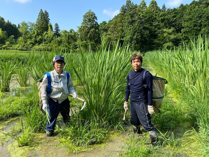 滋賀県の荒廃農地を真菰(まこも)で蘇らせたい！
栄養素が豊富な「まこもパウダー《きぼう》」を開発、
クラウドファンディングを2月28日まで実施