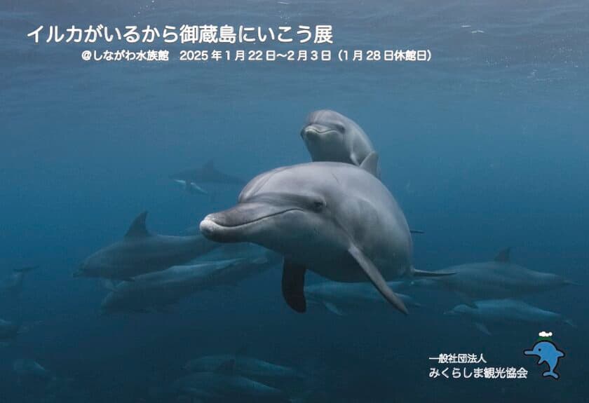 しながわ水族館「イルカがいるから御蔵島にいこう展」
1月22日(水)～2月3日(月)開催！