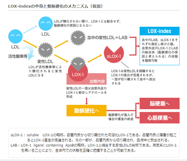 LOX-index(R)と動脈硬化のメカニズム