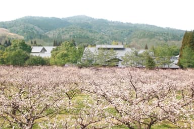 叶匠壽庵の「寿長生(すない)の郷」