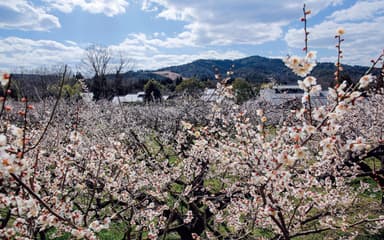 「叶匠壽庵」の「寿長生の郷」