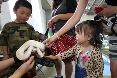 ヘビとのふれあい