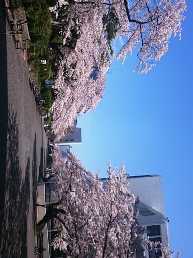 神奈川歯科大学キャンパス