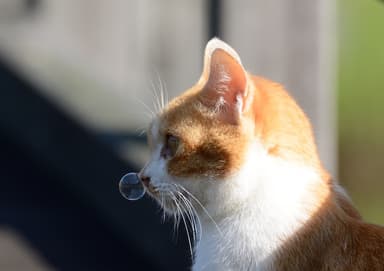 代表作『猫だって鼻提灯くらいできるもん。』表紙写真