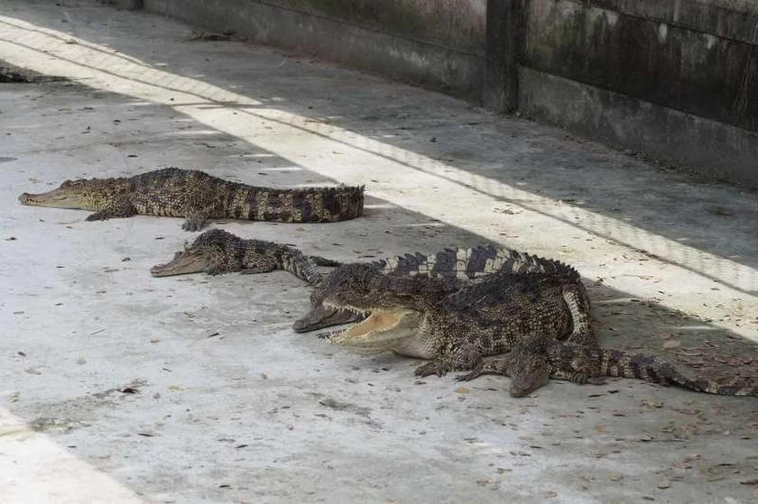 10万頭以上が飼育されている